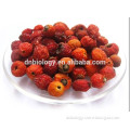 Natural Rose Hips Extract Cherokee Rose Fruit Extract